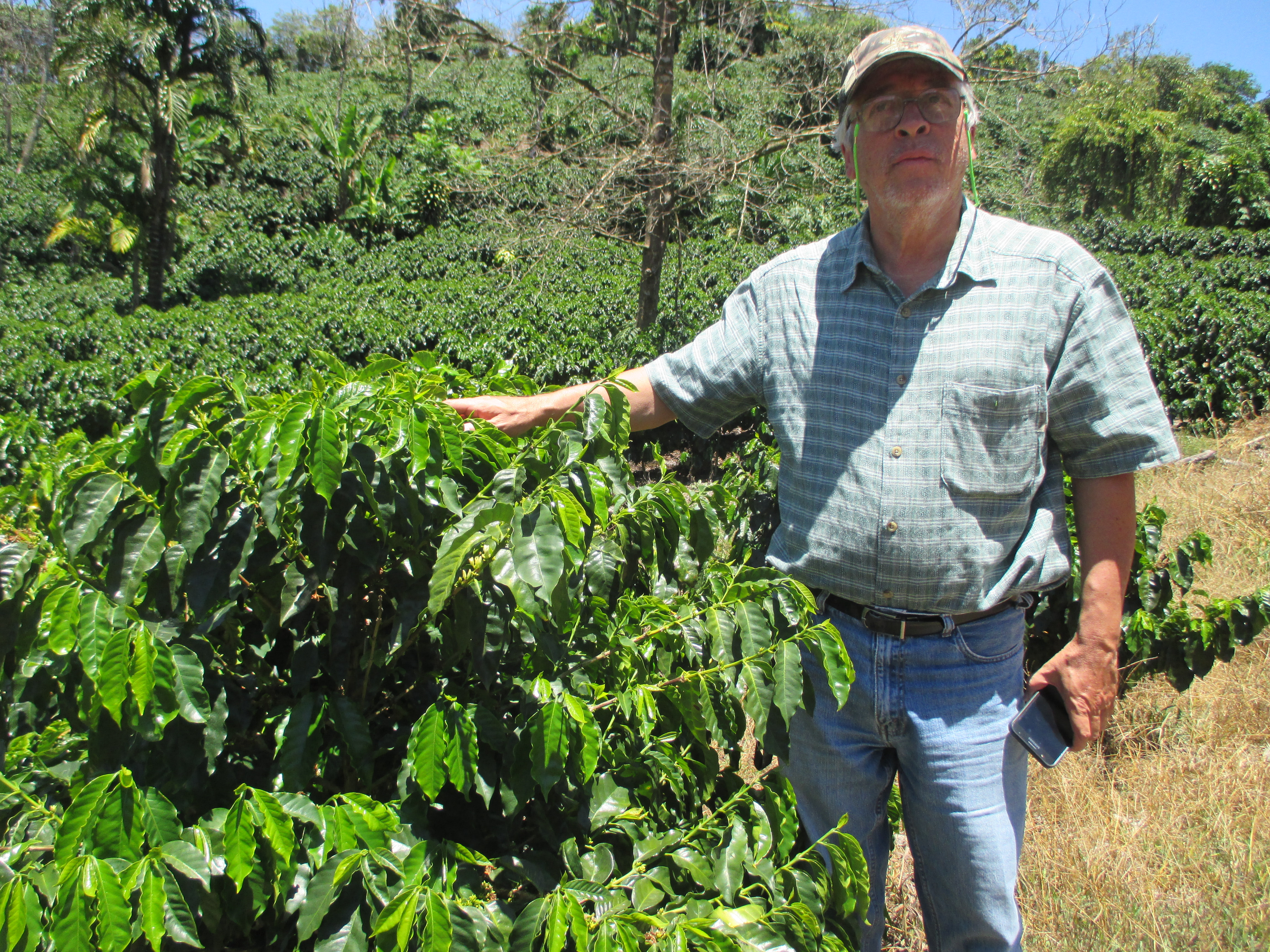 16. Juan Manelia inspecting a coffee plantation