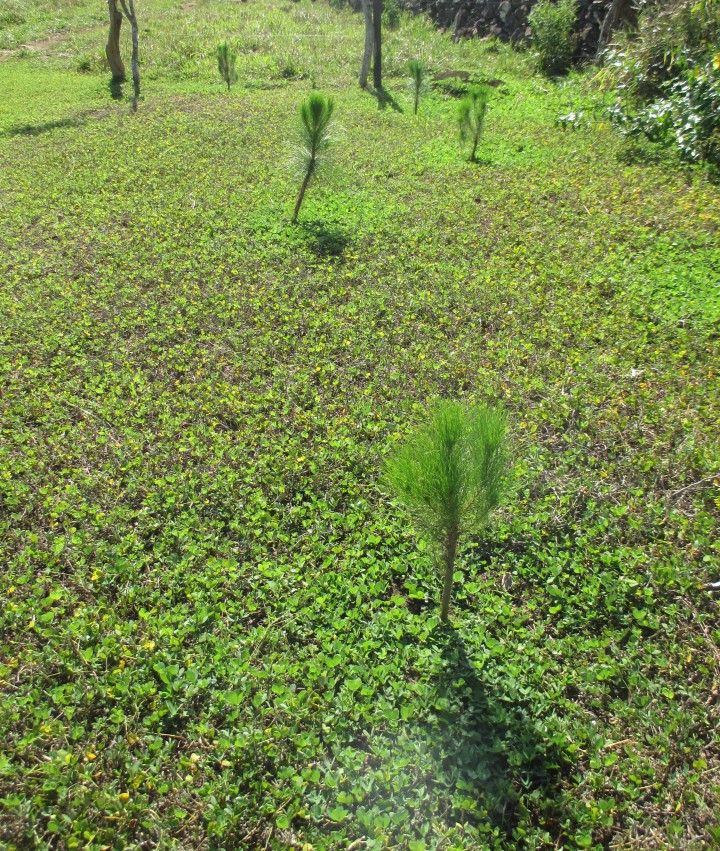 5b. Reforesting with Cairbbean pines (Pinus caribaea)