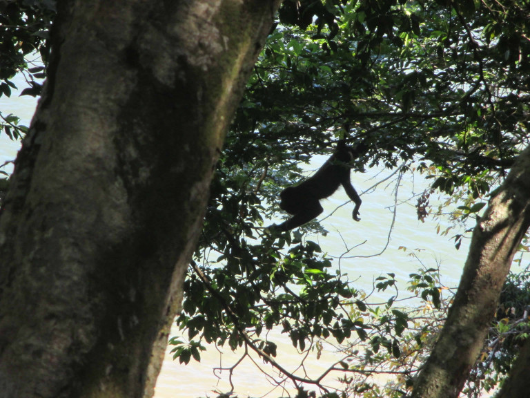 A mantled howler monkey (Alouatta palliata)on Isla Boca Brava